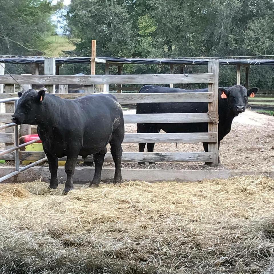 Beef Cattle standing in pen 