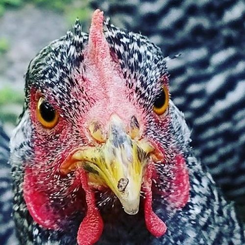 Picture of a chicken 