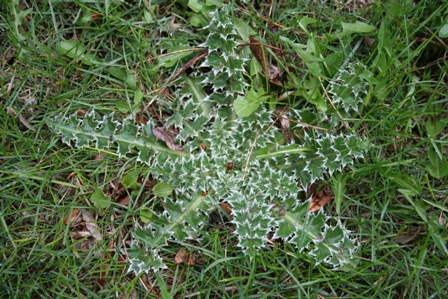 musk thistle