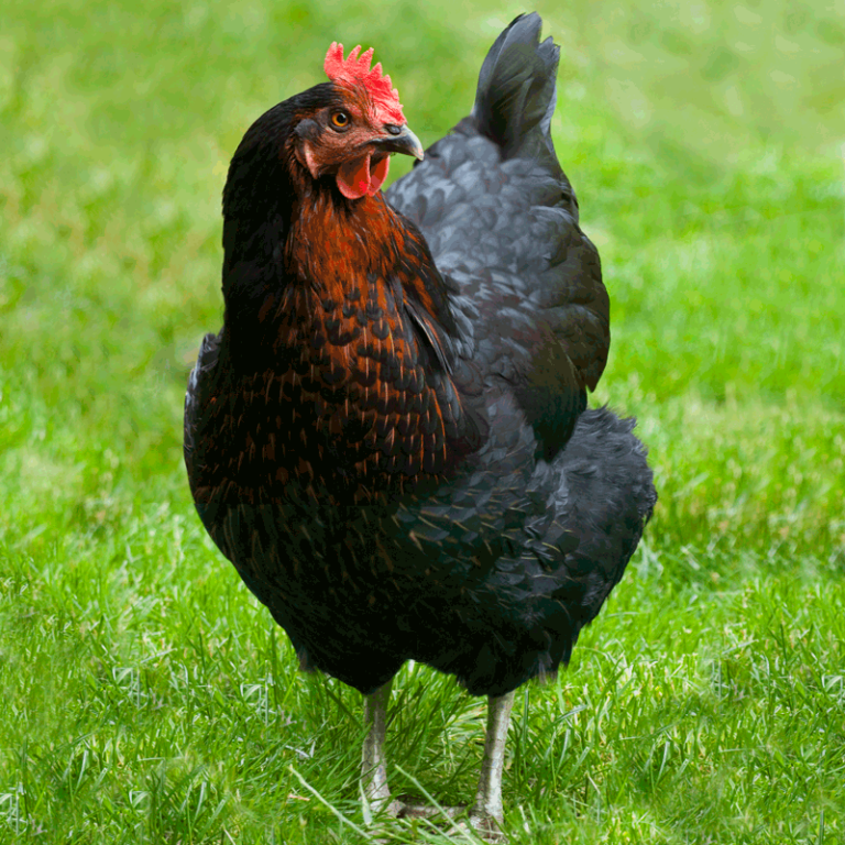 2026 4-H Chick Chain