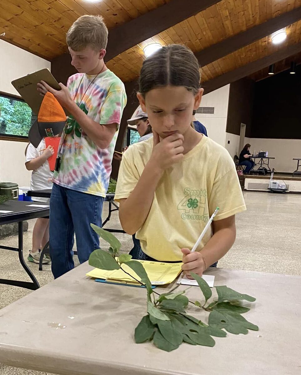 Two 4-H'ers concentrate on tree identification