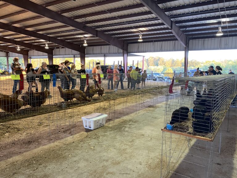2023 4-H Chick Chain Show & Sale Held at Smith County Ag Center