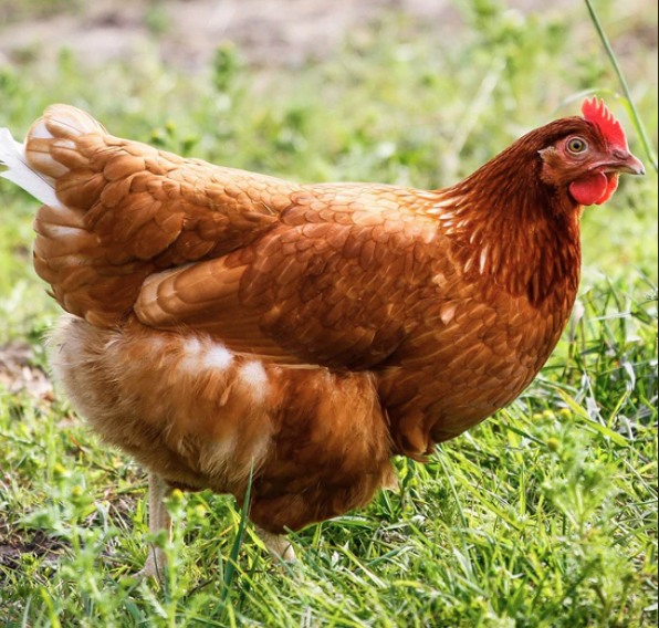 Image of a Red Star Hen
